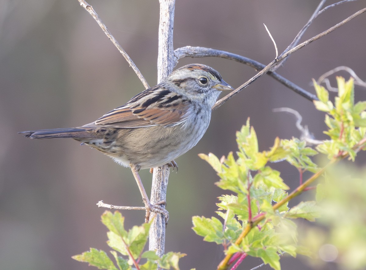 Swamp Sparrow - ML646913997