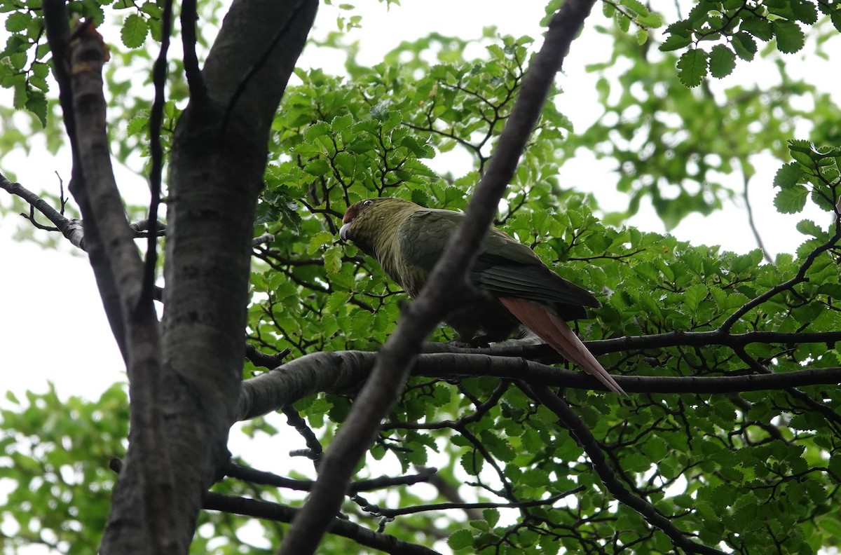 Austral Parakeet - ML646913998