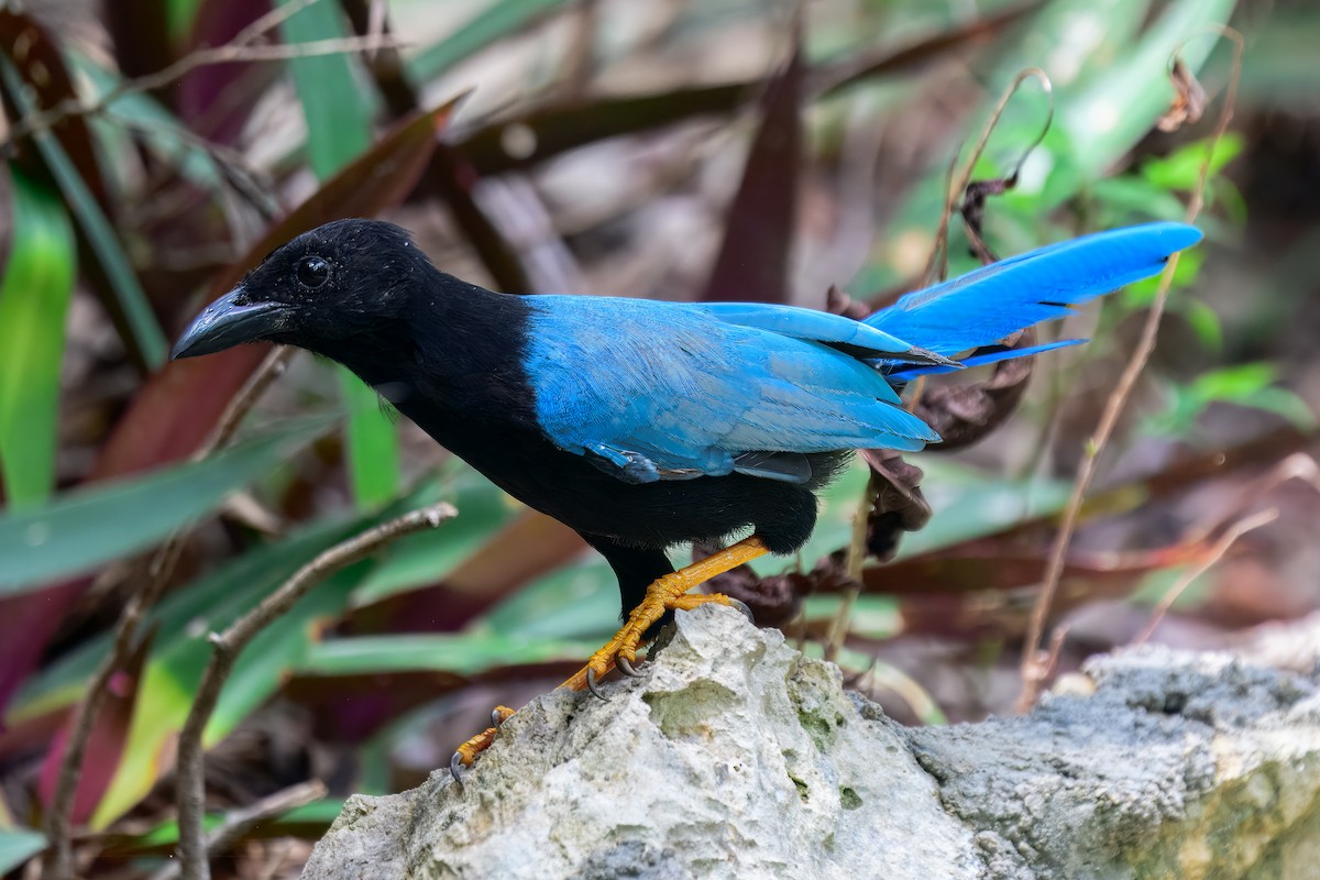 Yucatan Jay - ML646913999