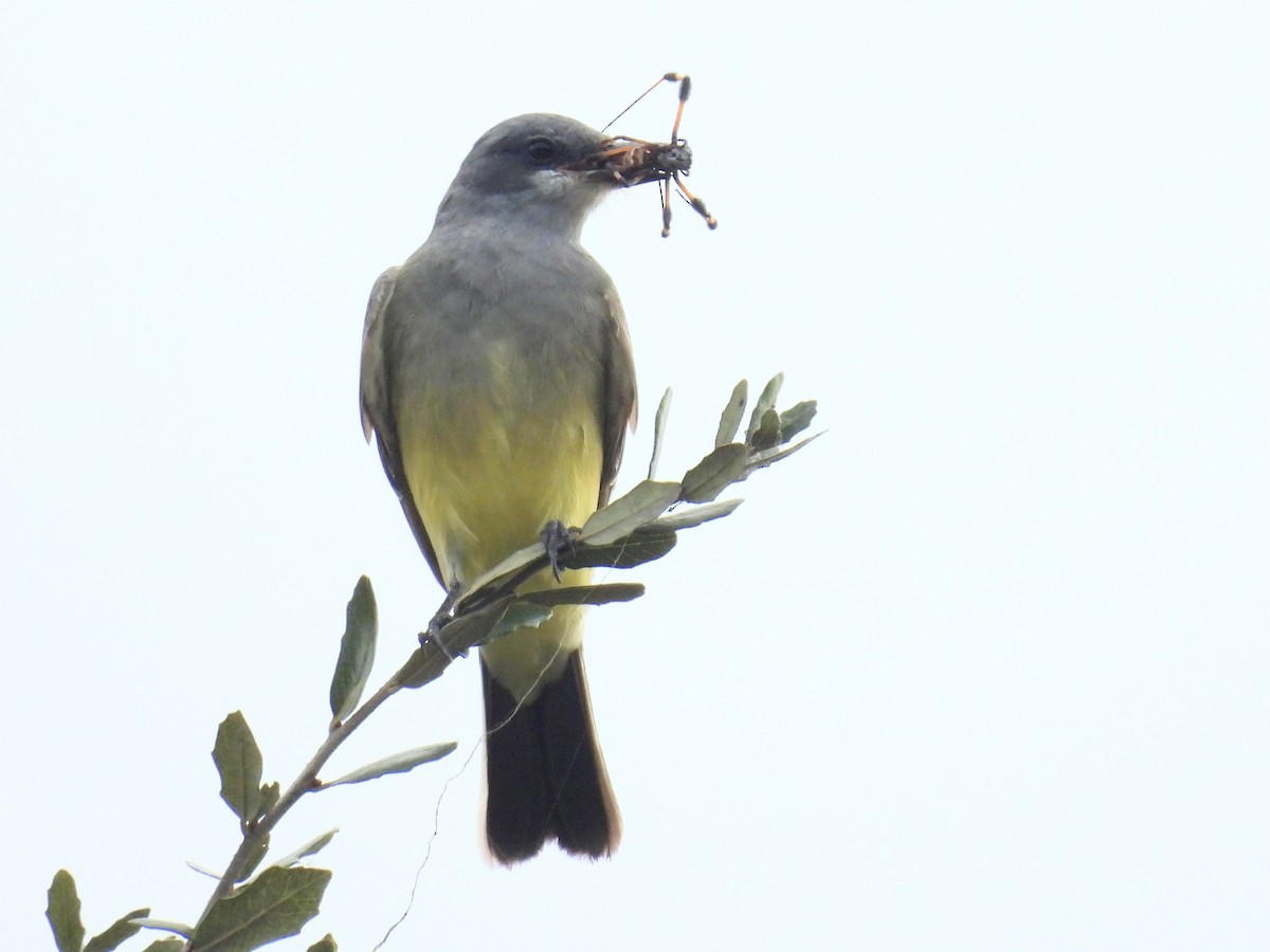 Cassin's Kingbird - ML646914001