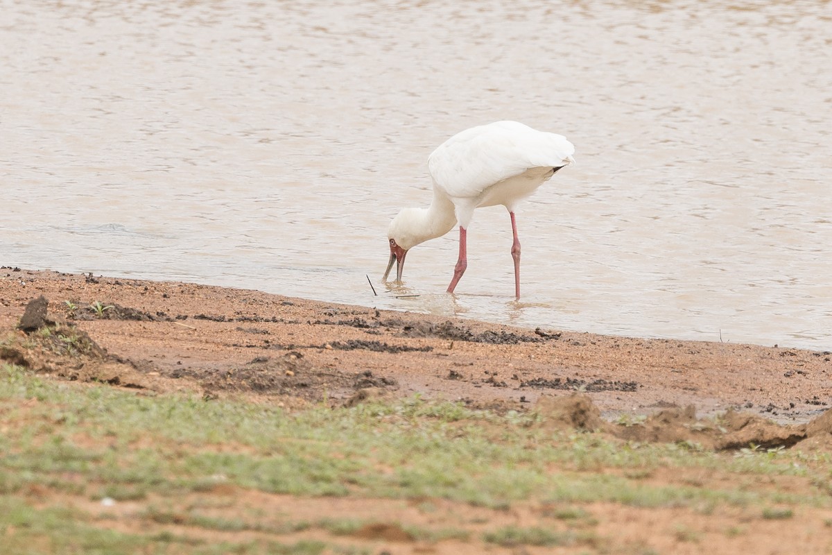 African Spoonbill - ML646914002