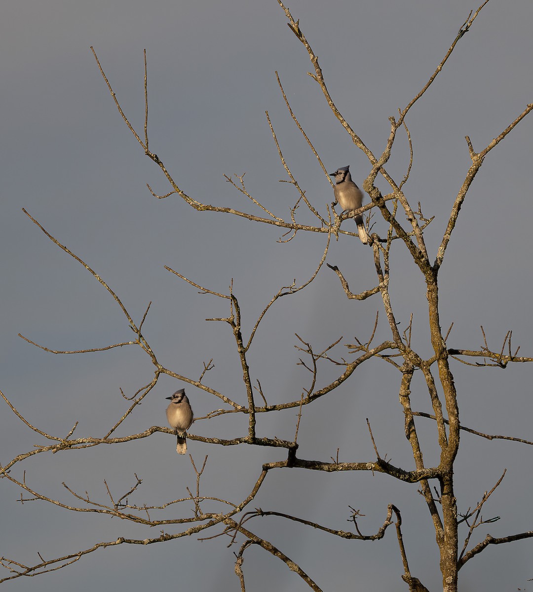 Blue Jay - ML646914003