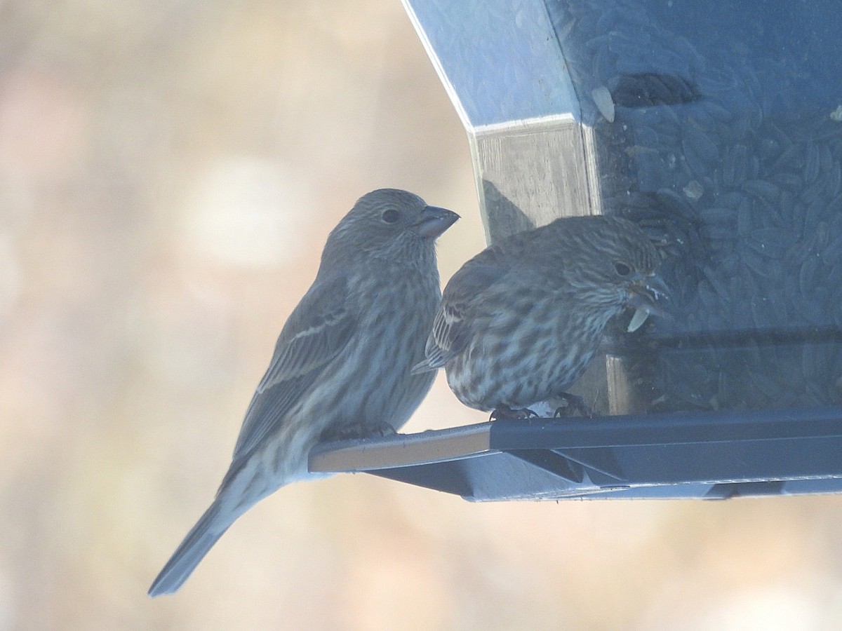 House Finch - ML646914004