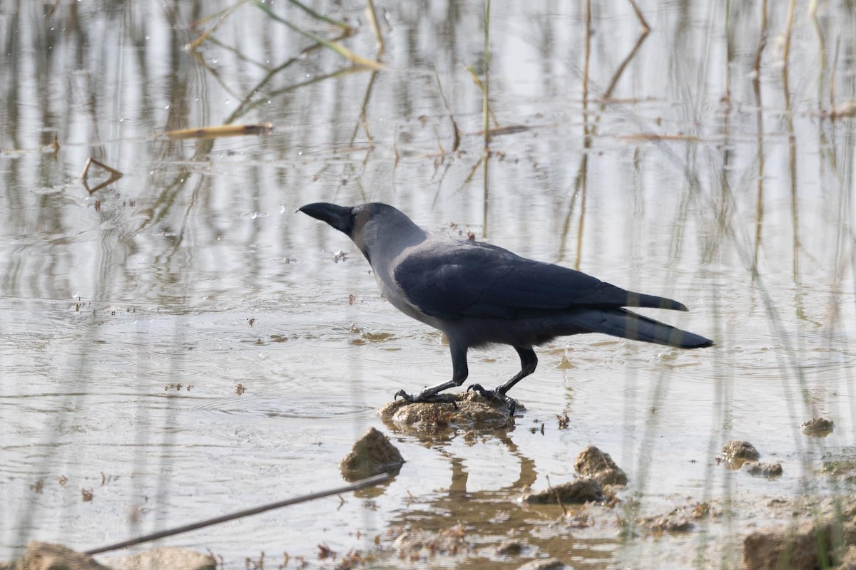 House Crow - ML646914005