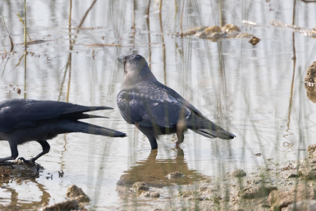 House Crow - ML646914006