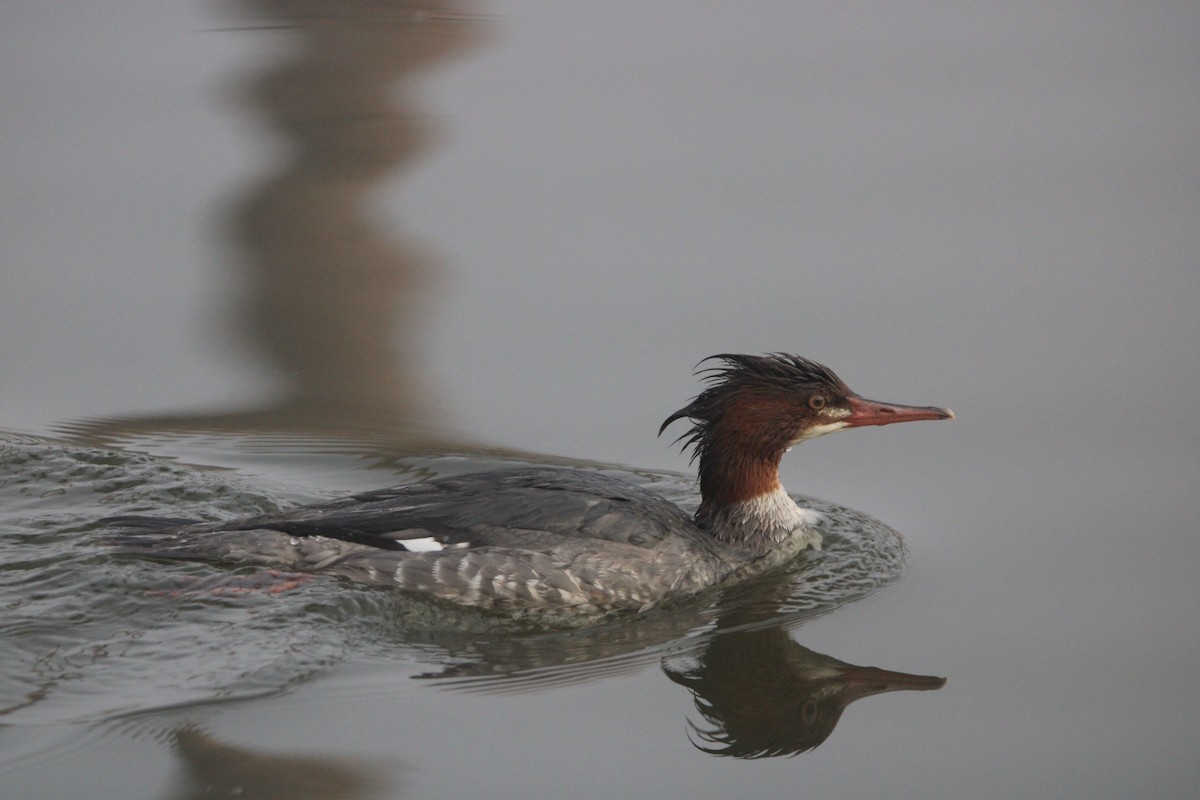 Common Merganser - ML646914007
