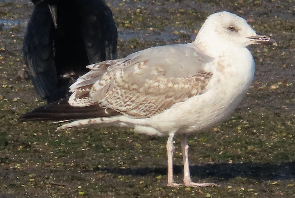 European Herring/Yellow-legged Gull - ML646914009