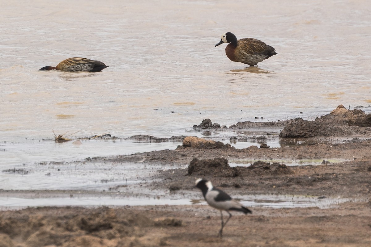 White-faced Whistling-Duck - ML646914010