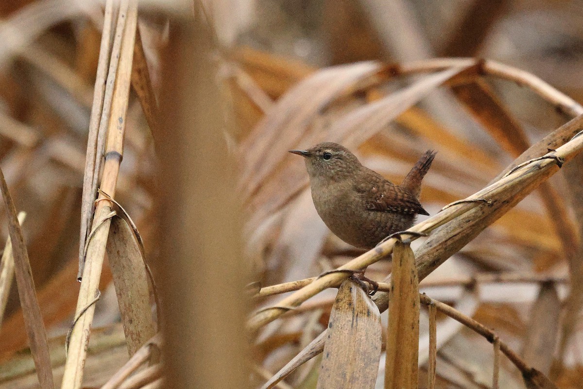 Eurasian Wren - ML646914011