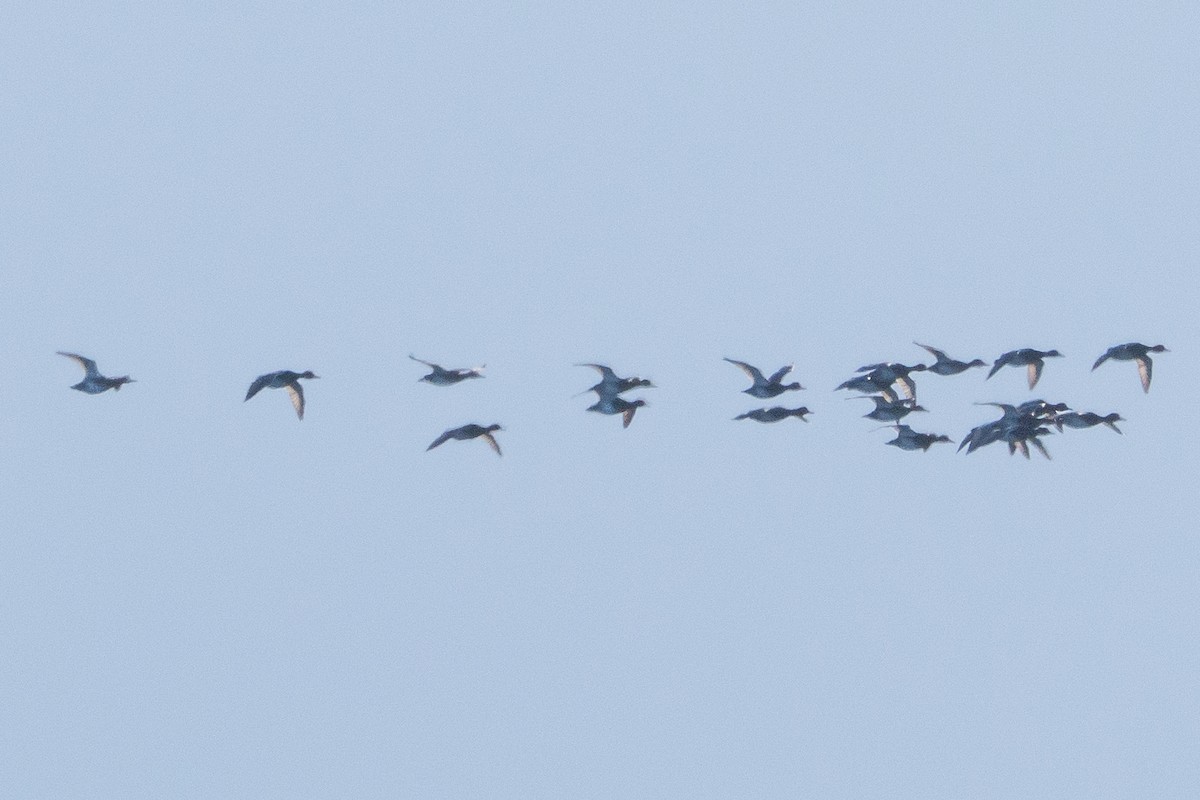 Redhead - ML646914013