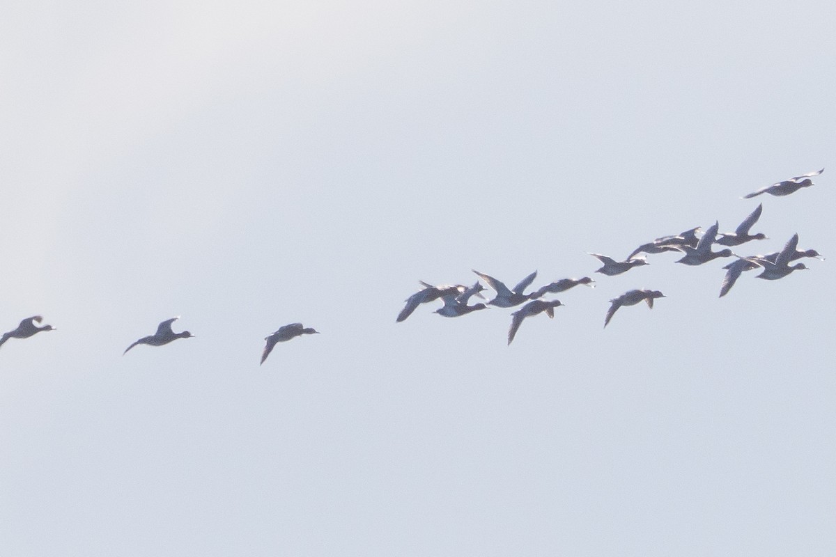 Redhead - ML646914014