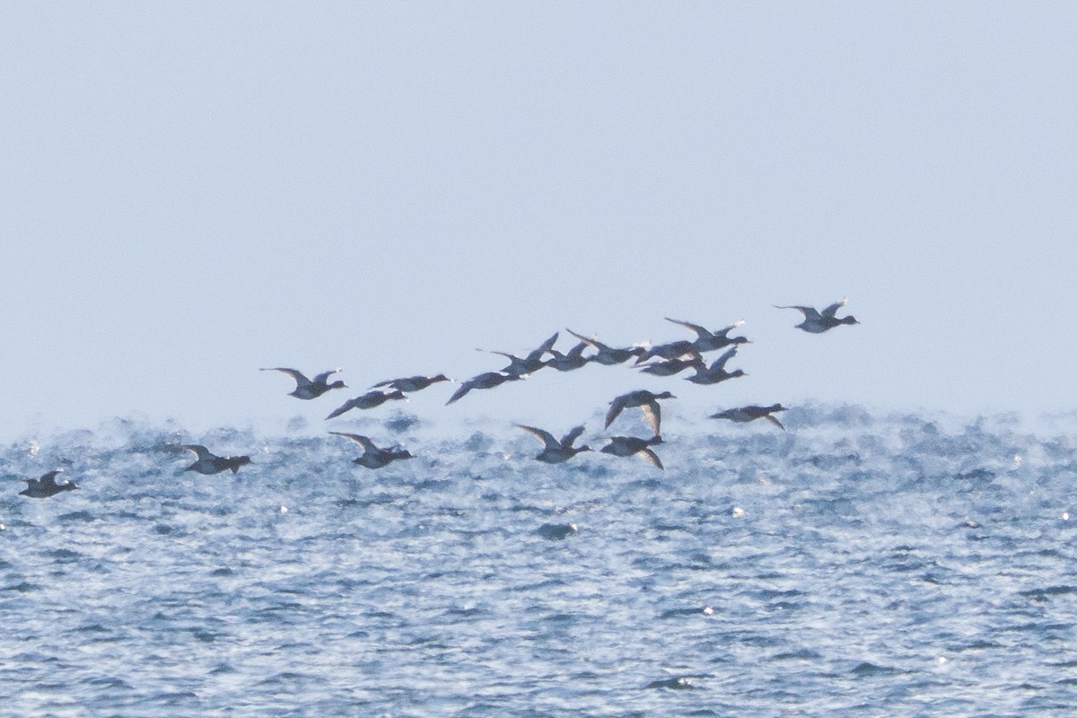 Redhead - ML646914015