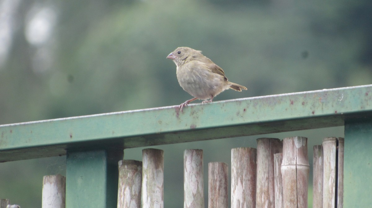 Black-faced Grassquit - ML646914017