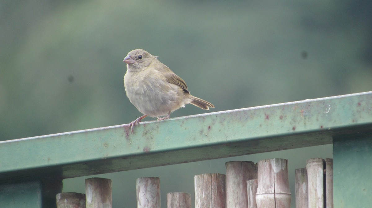 Black-faced Grassquit - ML646914018