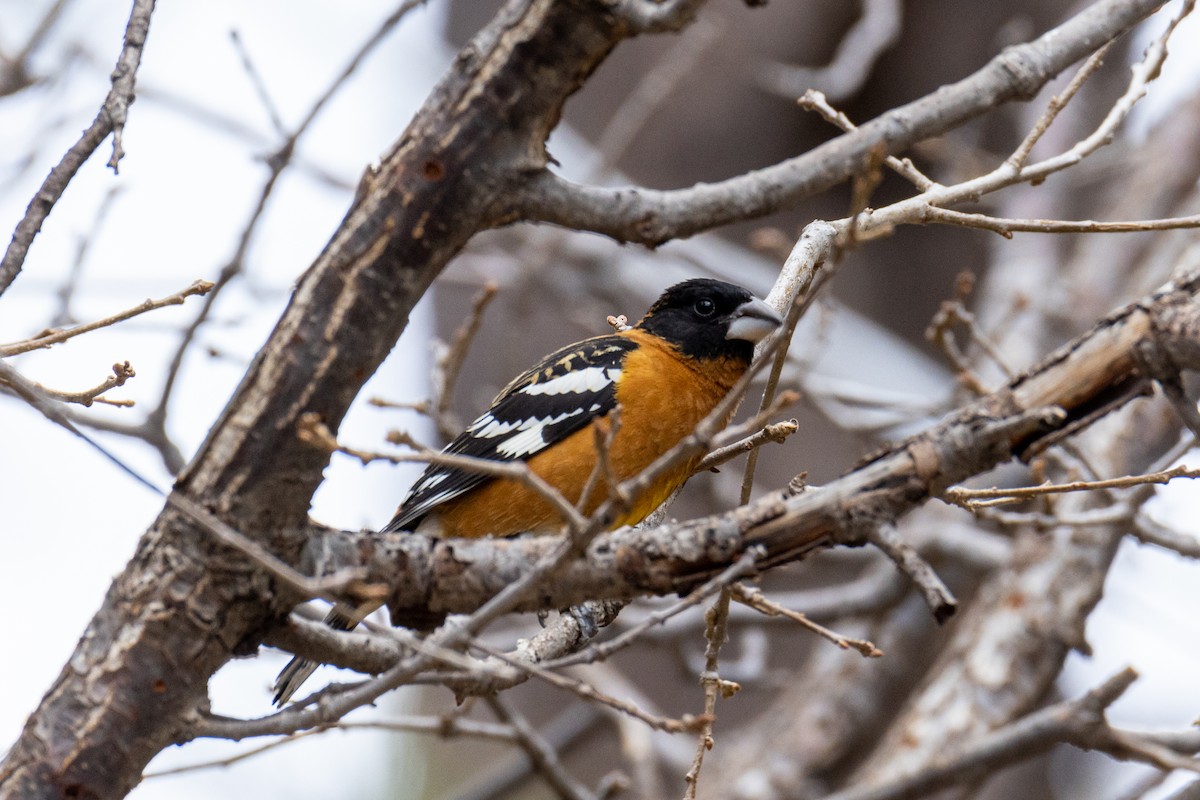 Black-headed Grosbeak - ML646914019