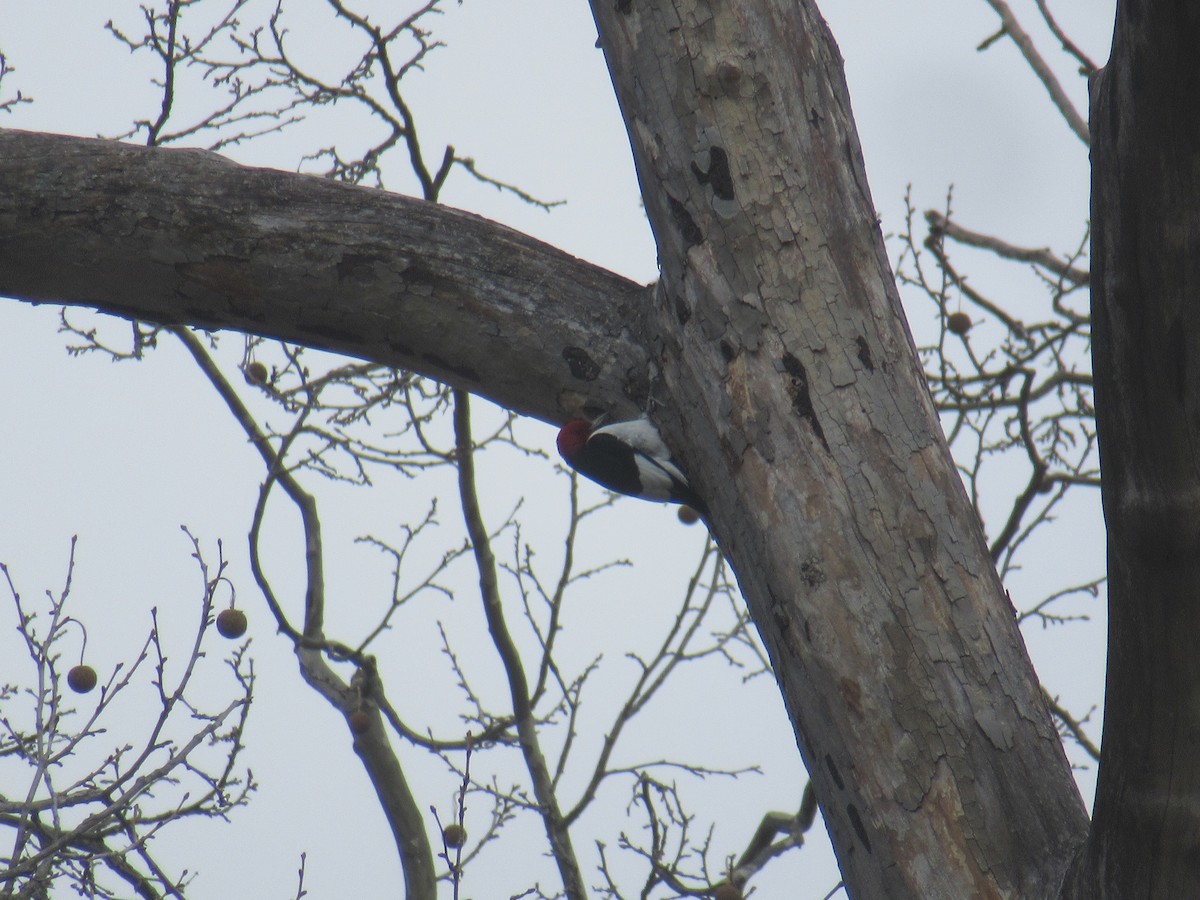 Red-headed Woodpecker - ML646914020