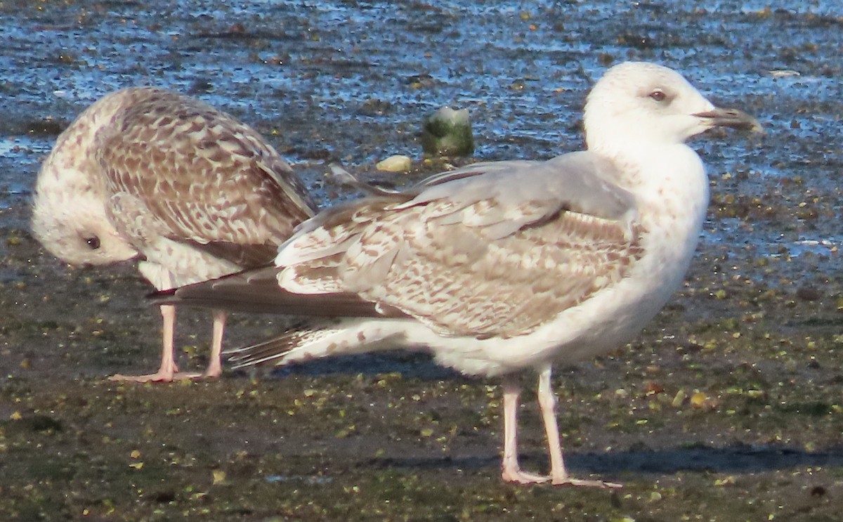 European Herring/Yellow-legged Gull - ML646914021