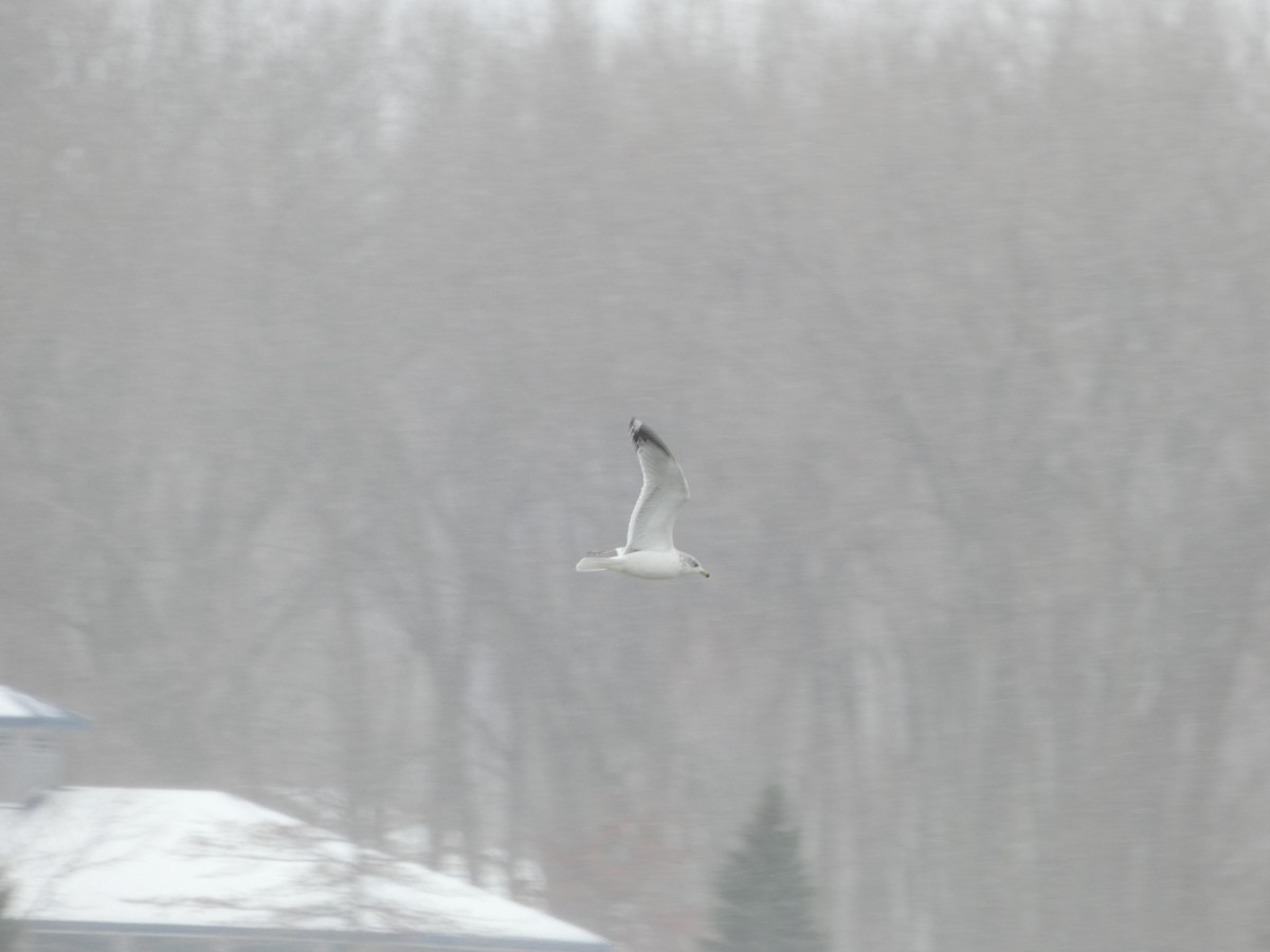 Ring-billed Gull - ML646914022