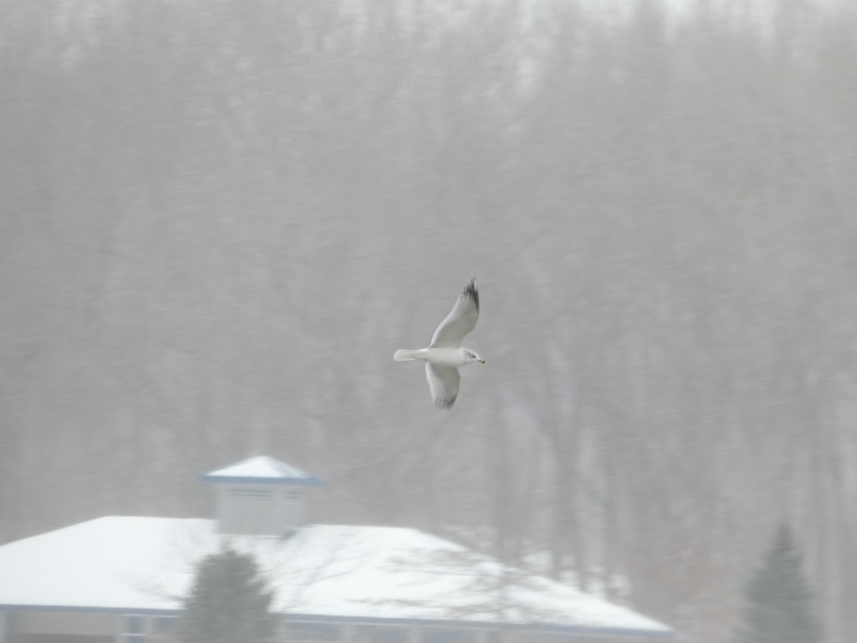 Ring-billed Gull - ML646914023