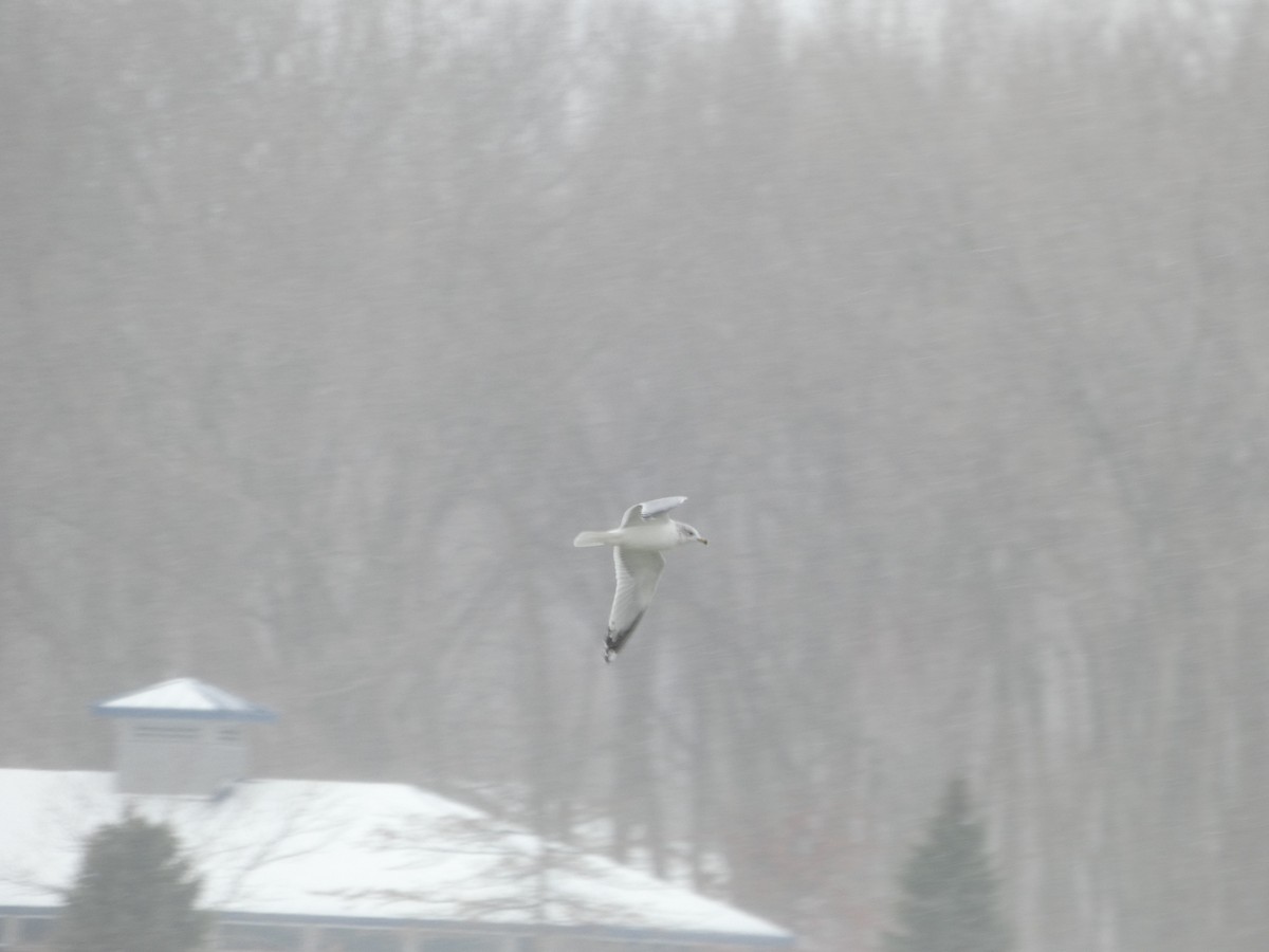 Ring-billed Gull - ML646914024