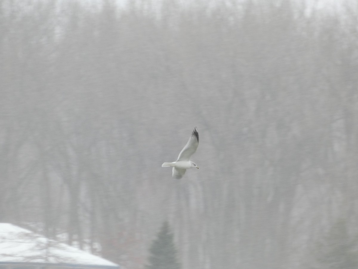 Ring-billed Gull - ML646914025