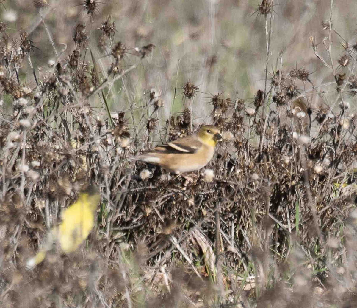 American Goldfinch - ML646914028
