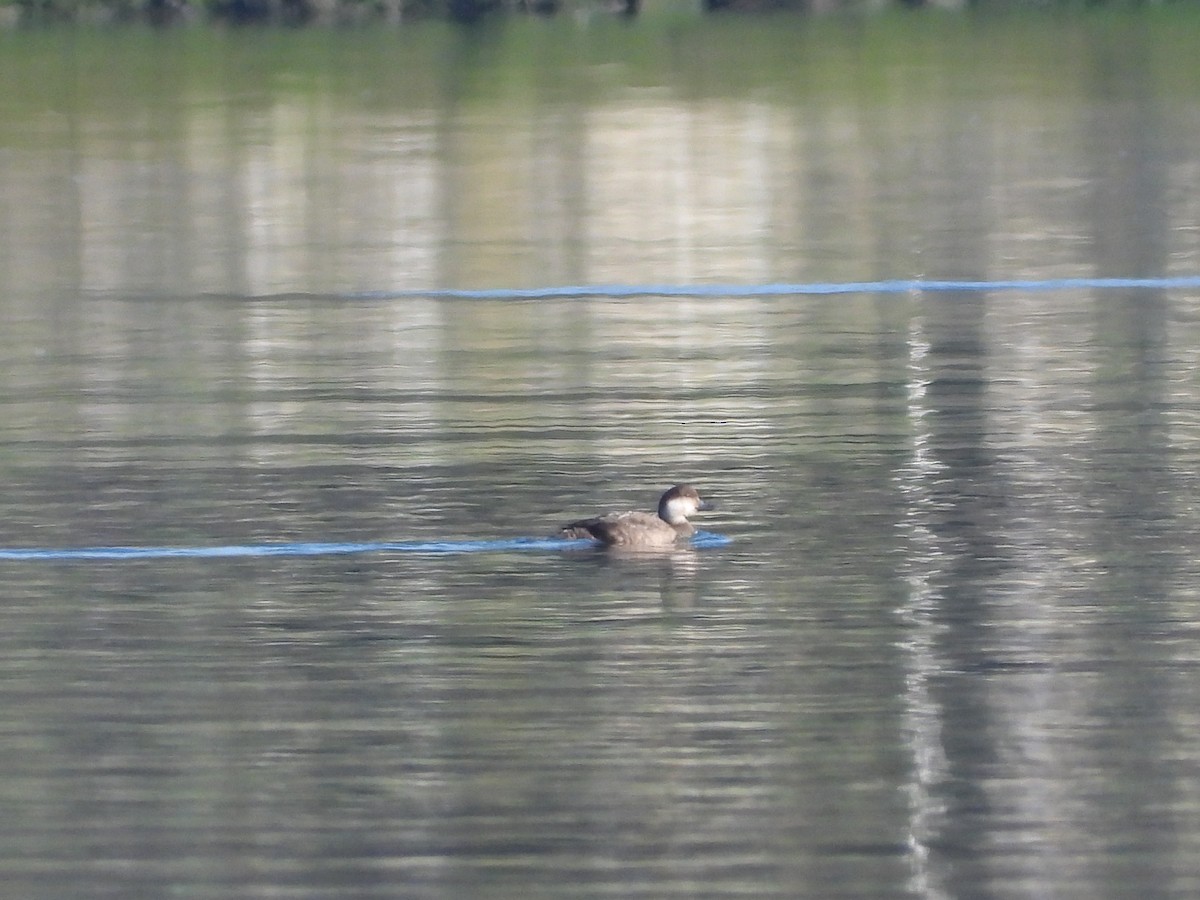 Common Scoter - ML646914033
