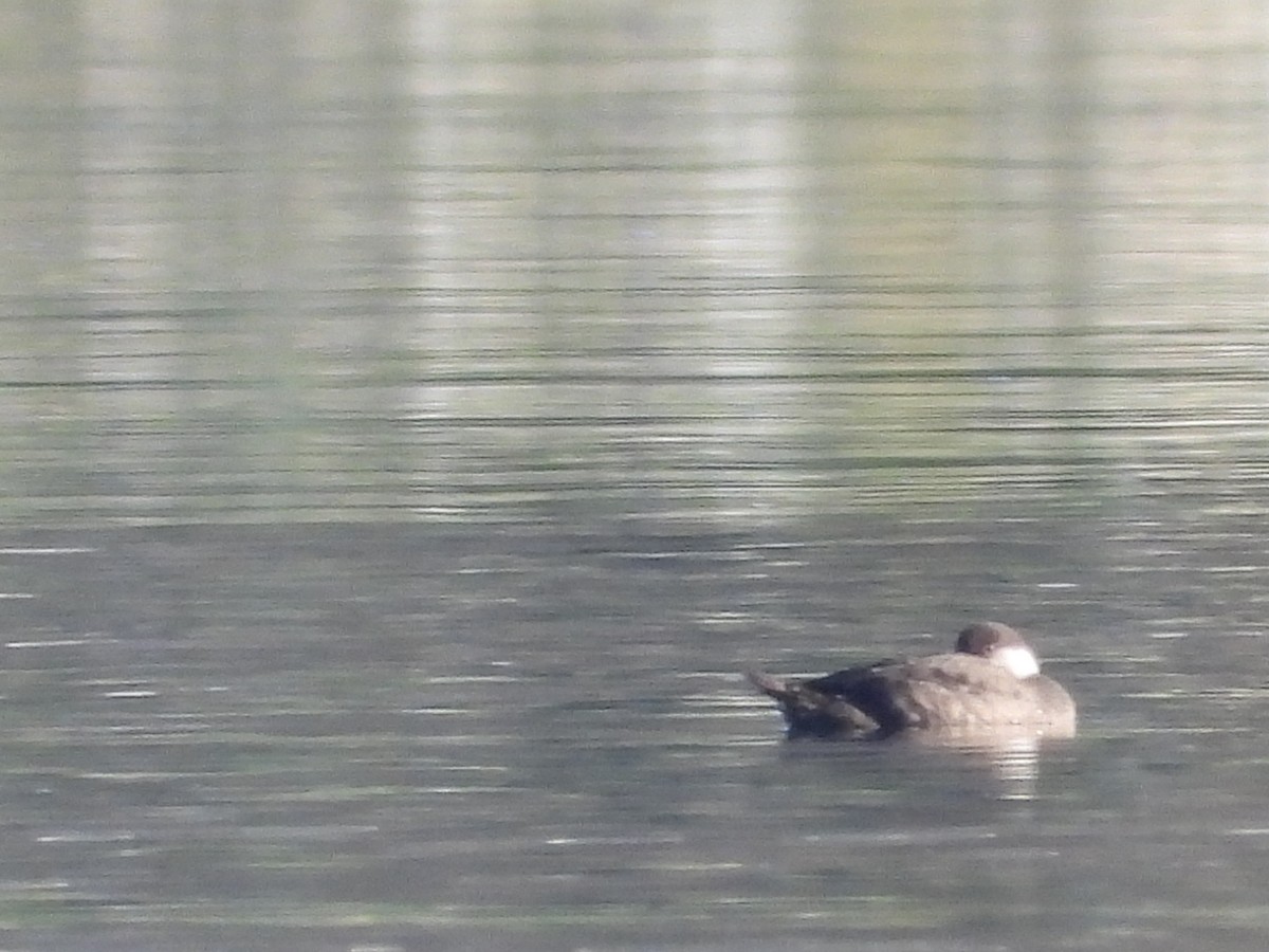 Common Scoter - ML646914034
