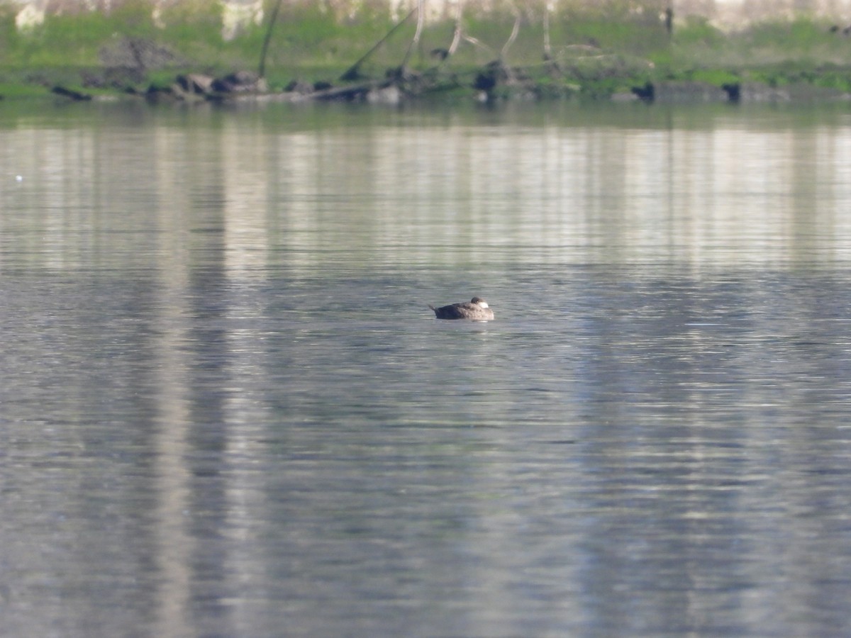 Common Scoter - ML646914035