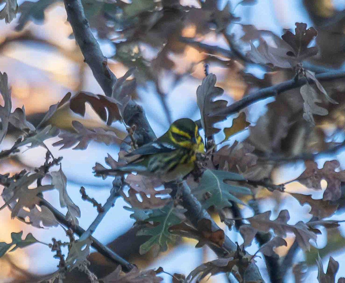 Townsend's Warbler - ML646914041