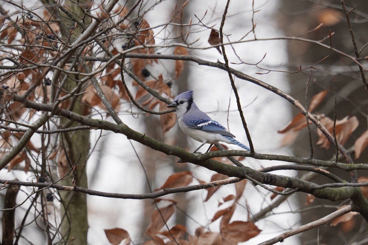 Chara Azul - ML646914042