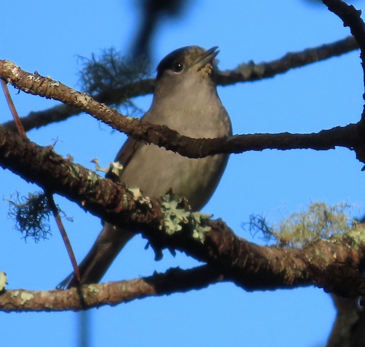 Eurasian Blackcap - ML646914048