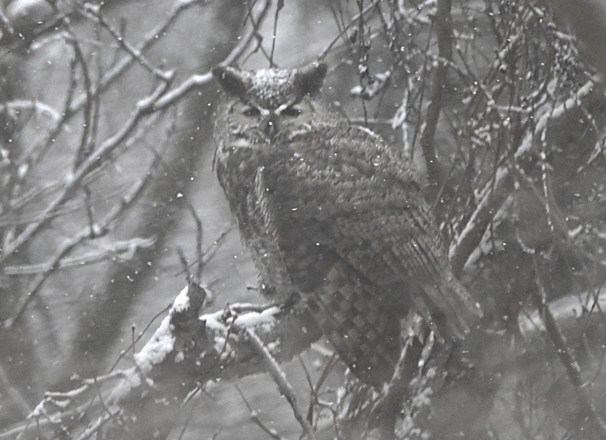 アメリカワシミミズク - ML646914055