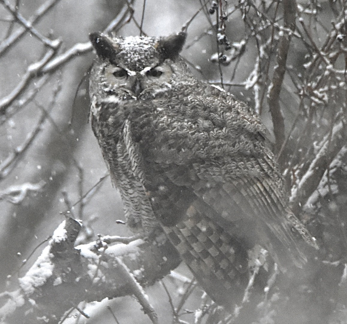 アメリカワシミミズク - ML646914056