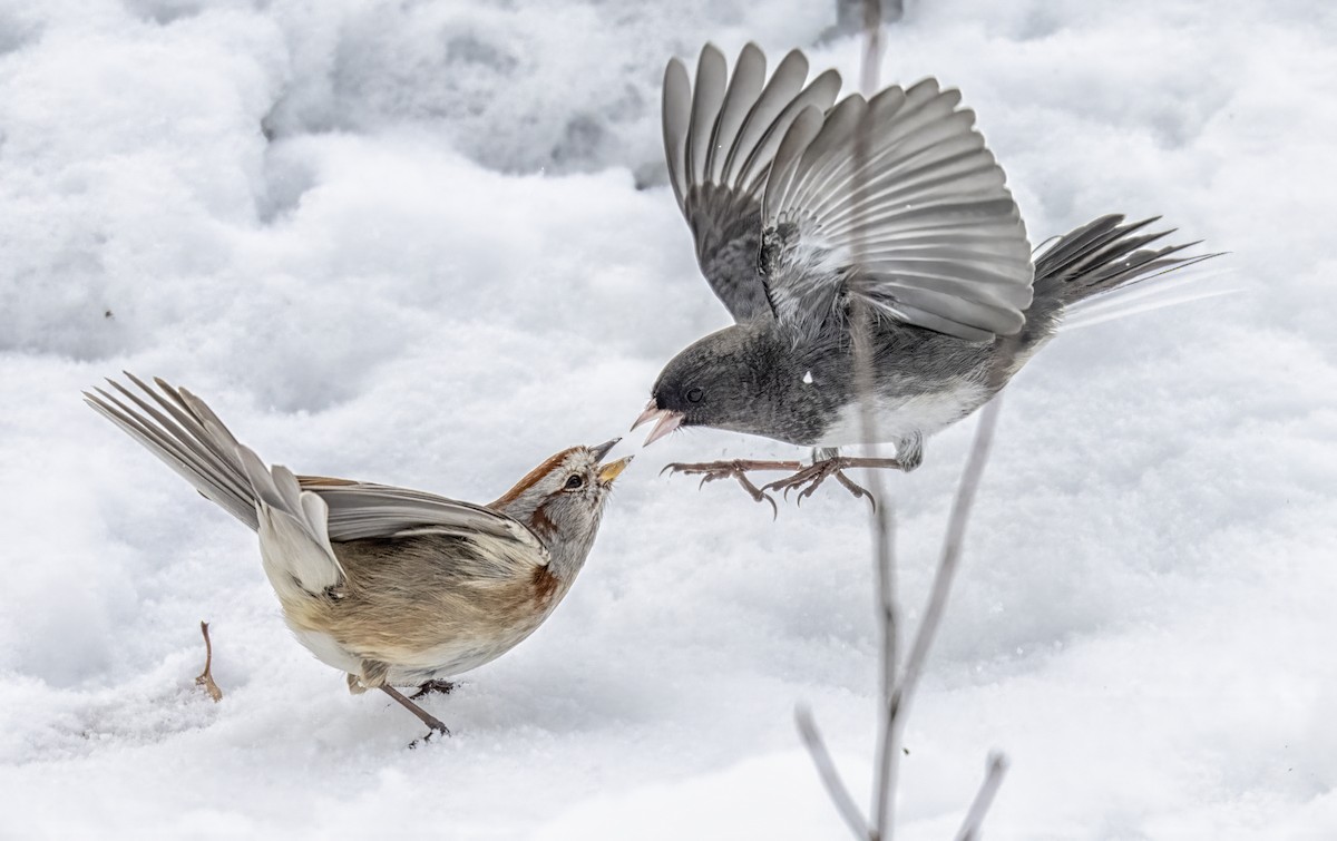 Chingolo Arbóreo - ML646914058