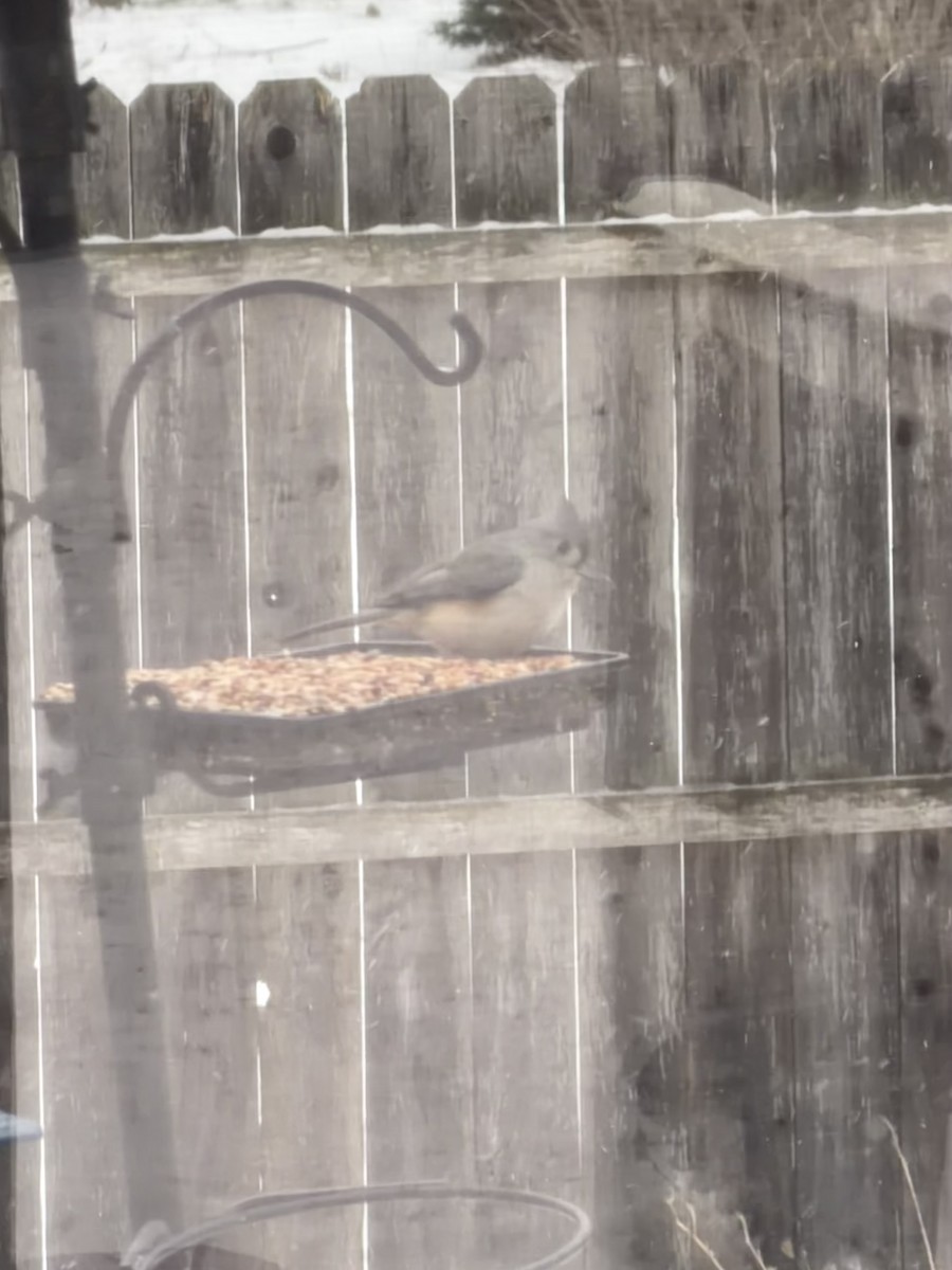 Tufted Titmouse - ML646914059