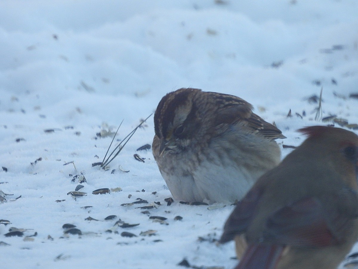 White-throated Sparrow - ML646914065