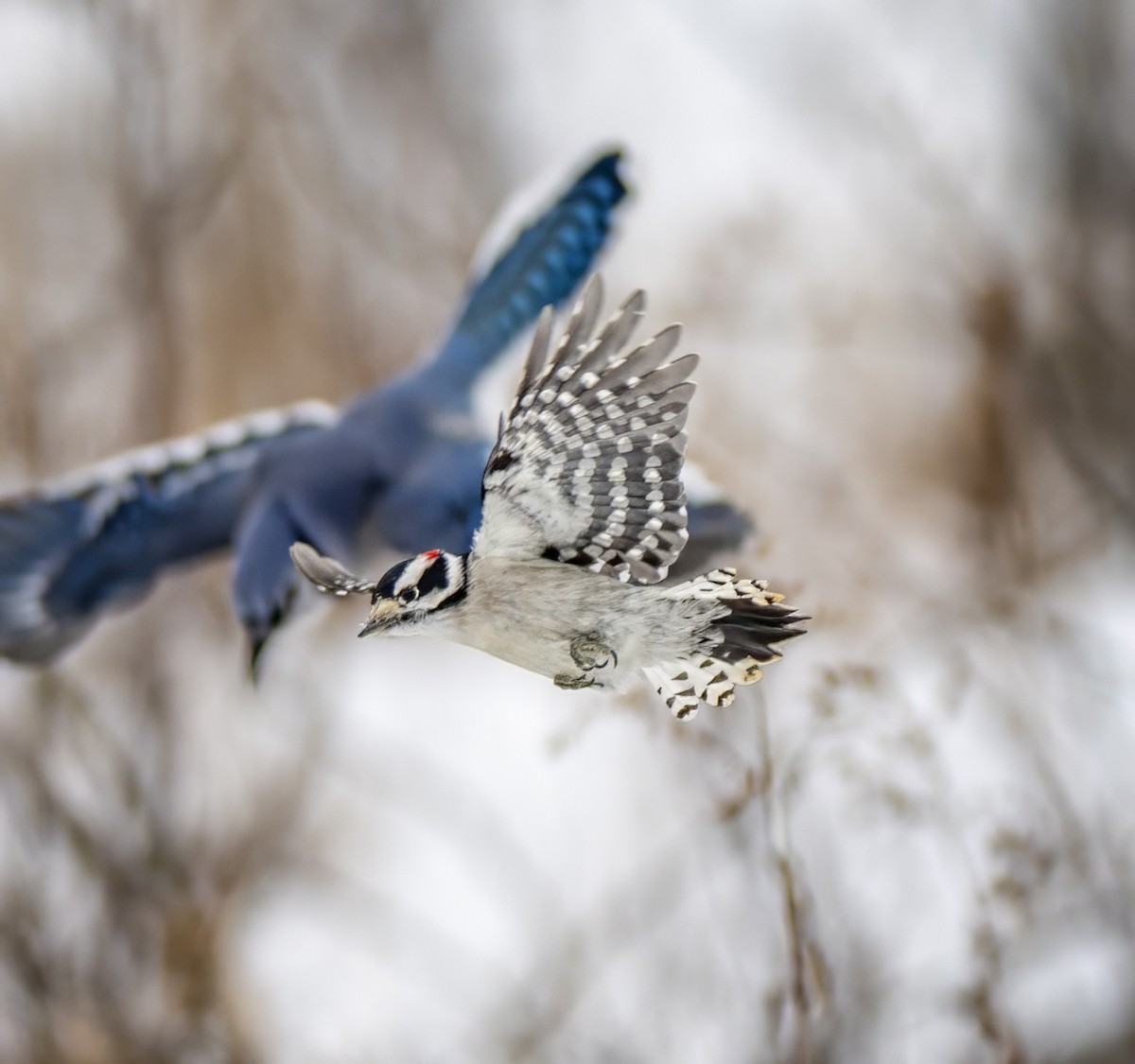 Pico Pubescente - ML646914066