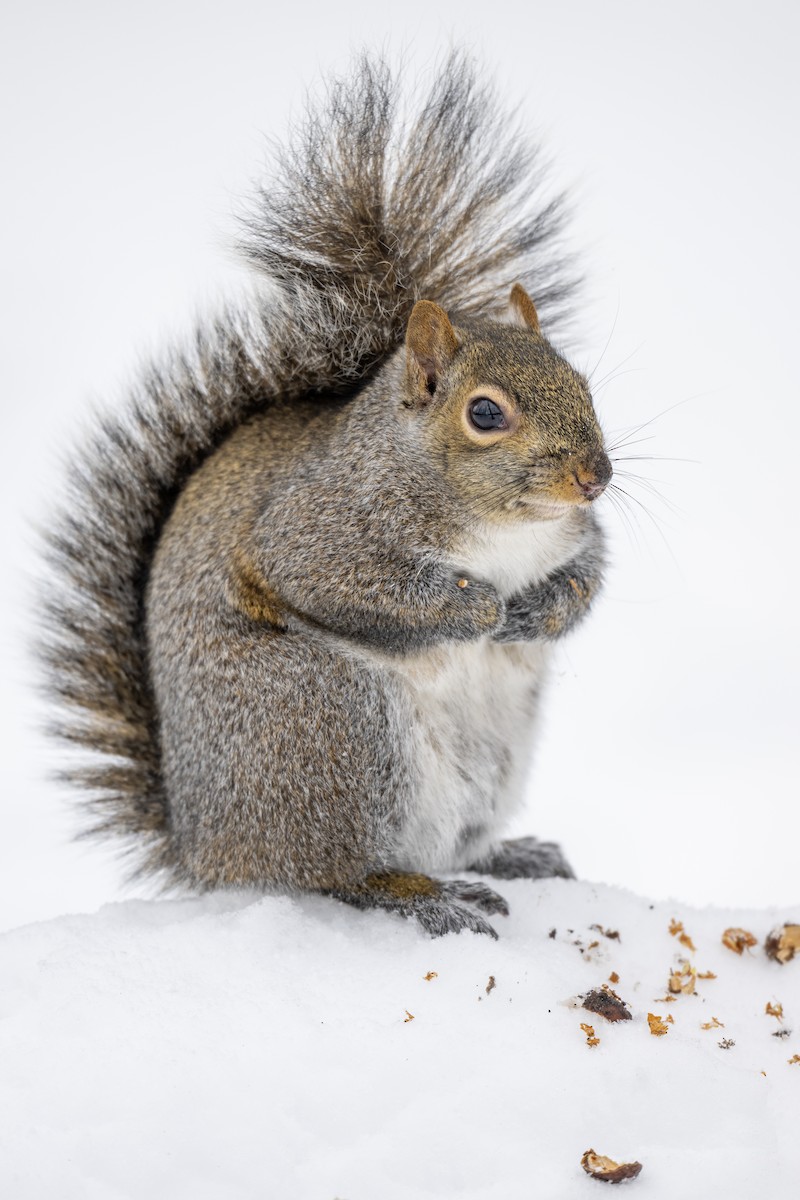 Ardilla gris de las Carolinas - ML646914070