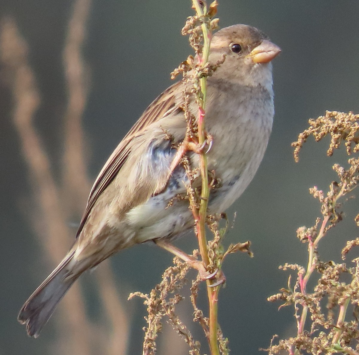 Домовый воробей - ML646914072