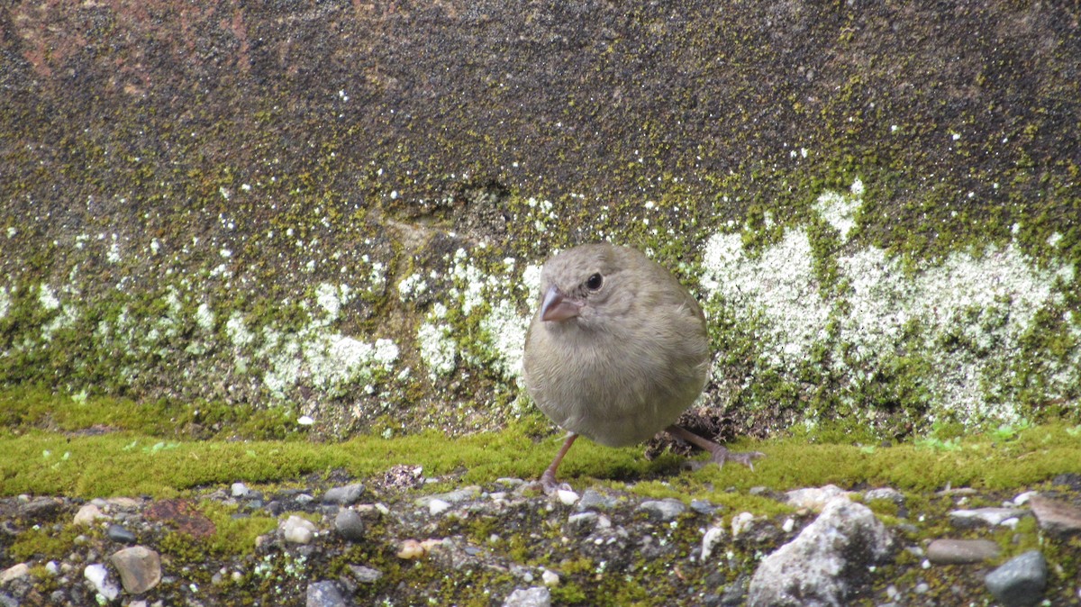 Cici verdinère - ML646914077