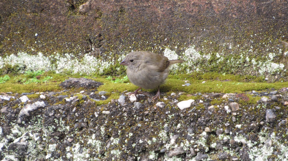 Cici verdinère - ML646914078