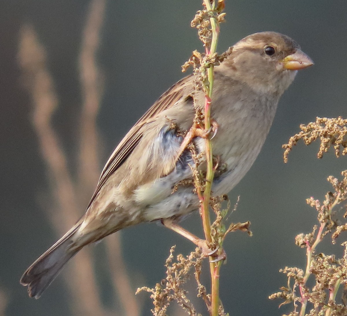 Домовый воробей - ML646914082