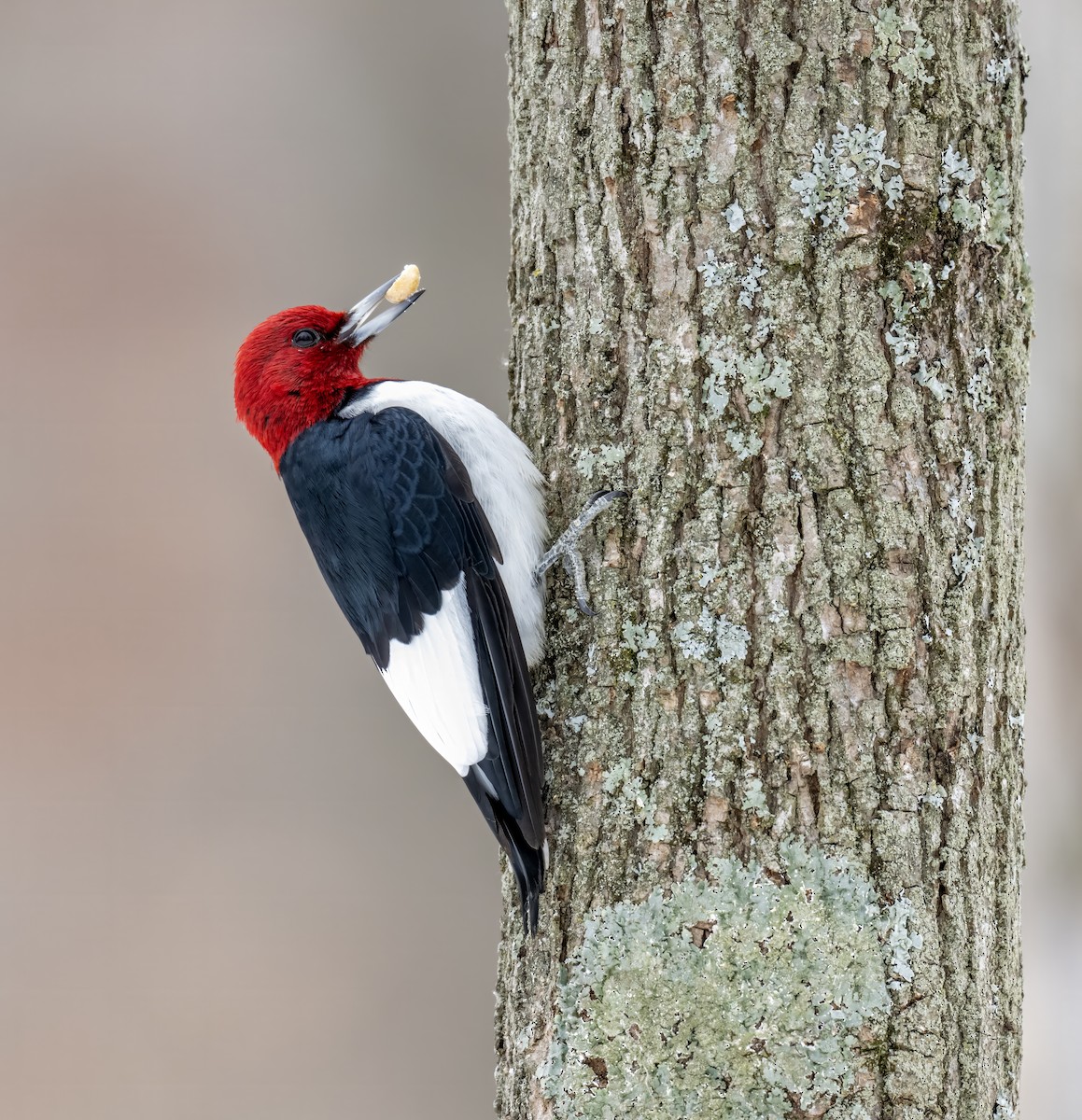 Carpintero Cabecirrojo - ML646914083