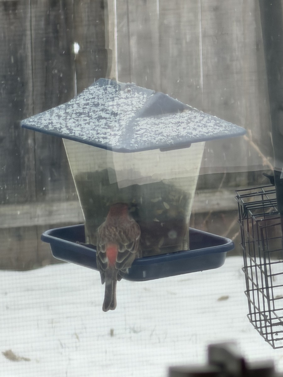 House Finch - ML646914084