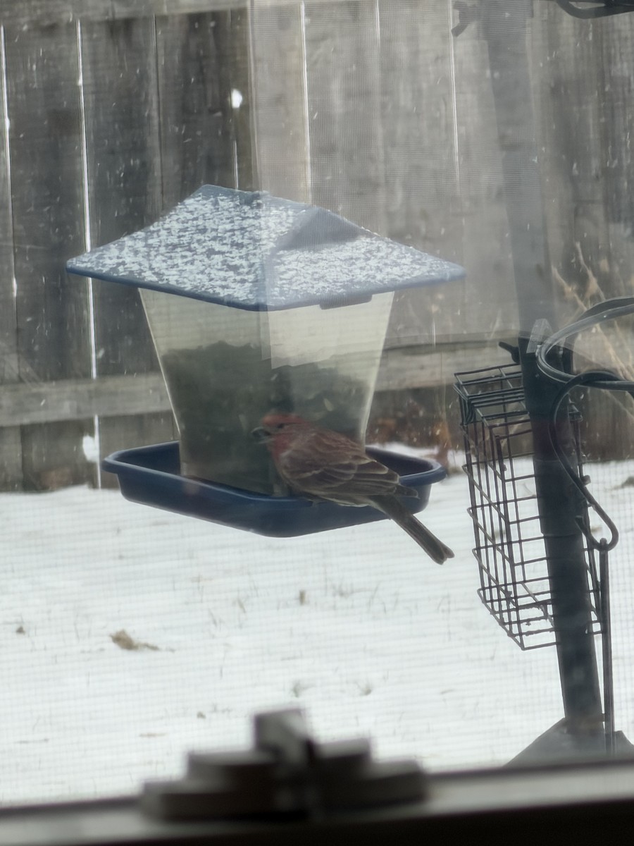 House Finch - ML646914086