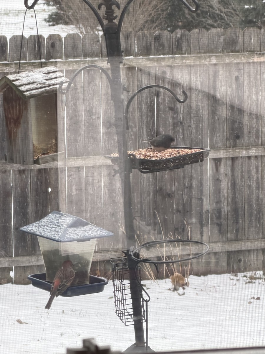 House Finch - ML646914087