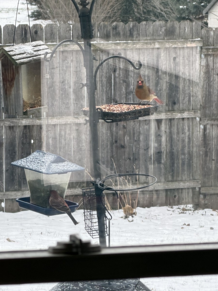 House Finch - ML646914088