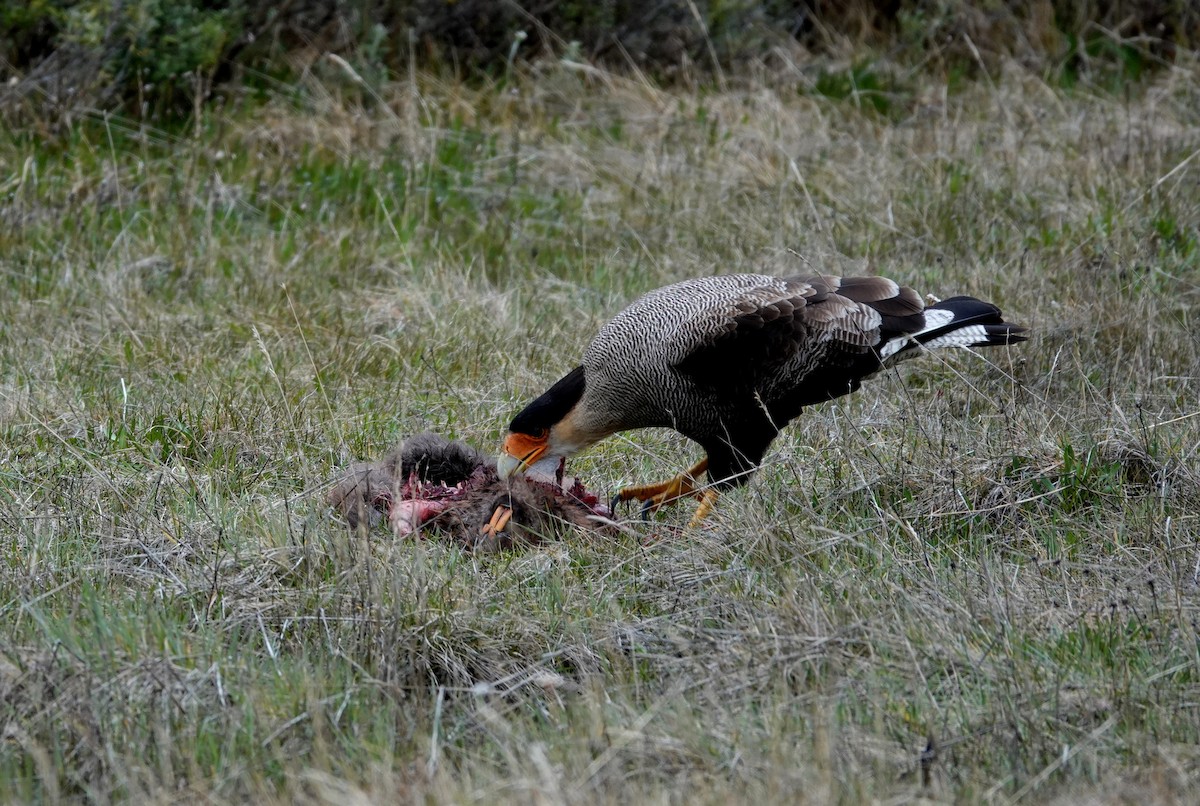 Каракара аргентинська - ML646914089