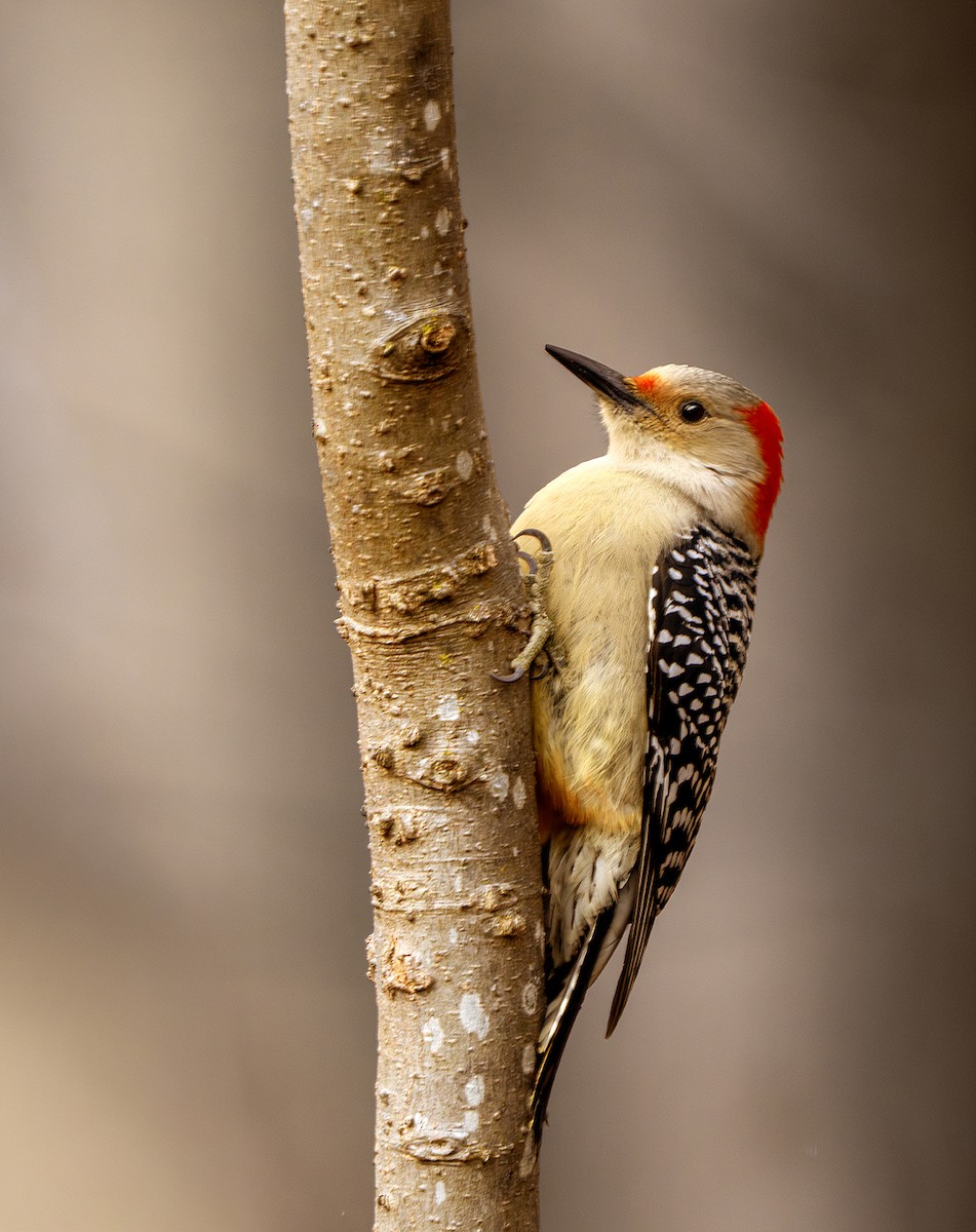 Red-bellied Woodpecker - ML646914092